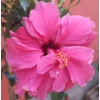 Kép 1/2 - Törzses Hibiszkusz - Classic Apricot