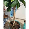 Kép 2/3 - Csavart törzses  Hibiszkusz - yupla