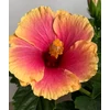 Kép 1/3 - Hibiszkusz Diem Narancssárga