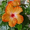 Kép 1/2 - hibiszkusz_bokor_narancs_