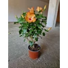 Kép 2/2 - hibiszkusz_bokor_narancs_