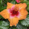 Kép 1/2 - hibiszkusz_bokor_narancs_