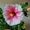 Kép 1/2 - Hibiszkusz Moe