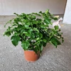 Kép 2/2 - hibiszkusz_bokor_rozsaszin_