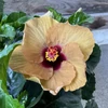 Kép 1/2 - Hibiszkusz - kave_szinu