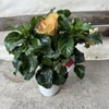 Kép 2/2 - Hibiszkusz - kave_szinu