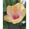 Kép 1/3 - Hibiszkusz - kiss