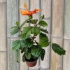 Kép 2/2 - ks_orange_hibiszkusz_