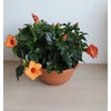Kép 2/6 - Hibiszkusztál - Lucca