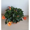 Kép 3/6 - Hibiszkusztál - Lucca