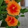 Kép 1/2 - Hibiszkusz Moe