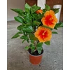 Kép 2/2 - Hibiszkusz Moe