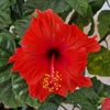 Kép 1/3 - Hibiszkusz - piros színben