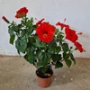 Kép 2/3 - hibiszkusz_piros_