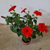 Kép 3/3 - hibiszkusz_piros_