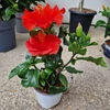 Kép 2/2 - Hibiszkusz Diem piros