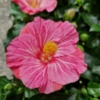 Kép 1/2 - Hibiszkusz Diem rózsaszín virágú