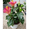 Kép 2/2 - Hibiszkusz Diem rózsaszín virágú