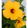 Kép 2/4 - Hibiszkusz - Selena