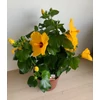 Kép 3/4 - Hibiszkusz - Selena