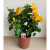 Kép 4/4 - Hibiszkusz - Selena