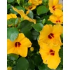Kép 1/4 - Hibiszkusz - Selena