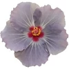 Kép 1/2 - Hibiszkusz - Cato