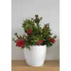 Kép 1/5 - Callistemon-Kefevirág