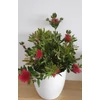 Kép 3/5 - Callistemon-Kefevirág
