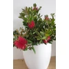 Kép 4/5 - Callistemon-Kefevirág