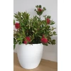 Kép 5/5 - Callistemon-Kefevirág