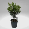 Kép 1/3 - Olivafa-Olajfa 75cm 