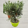 Kép 1/2 - Olivafa-Olajfa bonsai