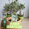 Kép 1/4 - Olivafa-Olajfa 75cm 