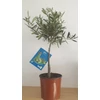 Kép 1/5 - Olivafa-Olajfa 75cm 