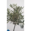 Kép 3/5 - Olivafa-Olajfa 75cm 