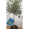 Kép 4/5 - Olivafa-Olajfa 75cm 