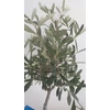 Kép 5/5 - Olivafa-Olajfa 75cm 