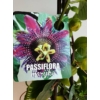 Kép 2/5 - Passiflora Marijke-Golgota