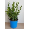 Kép 2/4 - plumbago_kek_
