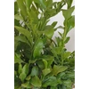 Kép 4/4 - plumbago_kek_