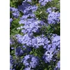 Kép 1/4 - Fokföldi ólomvirág (Plumbago auriculata)
