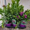 Kép 2/5 - polygala_