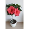Kép 3/4 - Törzses Hibiszkusz - cancun