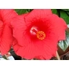 Kép 2/5 - Hibiszkusz - cancun