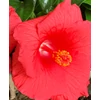 Kép 1/5 - Hibiszkusz - cancun