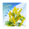 Kép 2/3 - Nortene Hivertex PP átteleltető növénytakaró, 1 x 10m, 45 g/m²