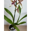 Kép 3/3 - Cambria Orchidea