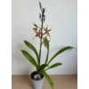 Kép 2/3 - Cambria Orchidea