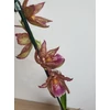 Kép 1/2 - Cambria Orchidea